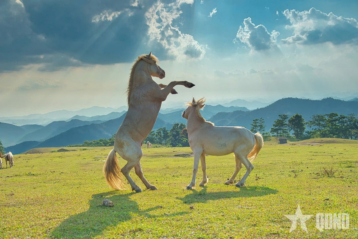Ngựa bạch Khau Sao tung vó đón năm Bính Ngọ